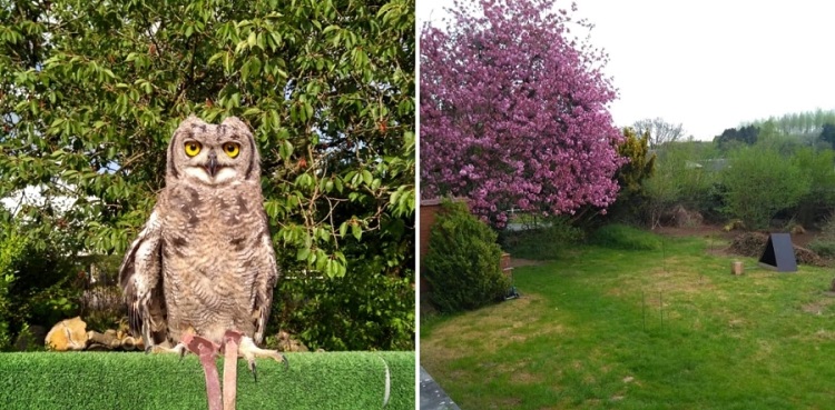 Owl