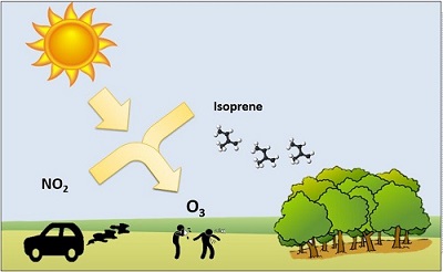 isoprene