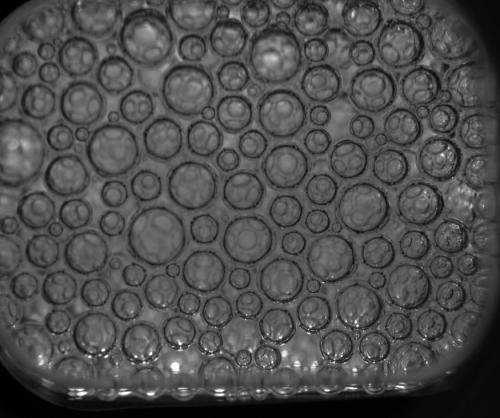 Foam-C sample coarsening