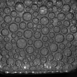 Foam-C sample coarsening