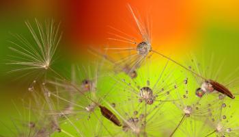 Acid rain vegetation